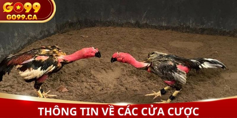Thông tin về các cửa cược được cung cấp